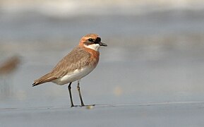 The Lesser Sand Plover split: a review of the supporting literature and identification of the resulting species. 