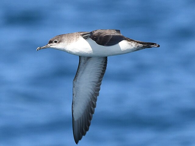 Mediterranean Shearwater lump: no more Yelkouan and Balearic?