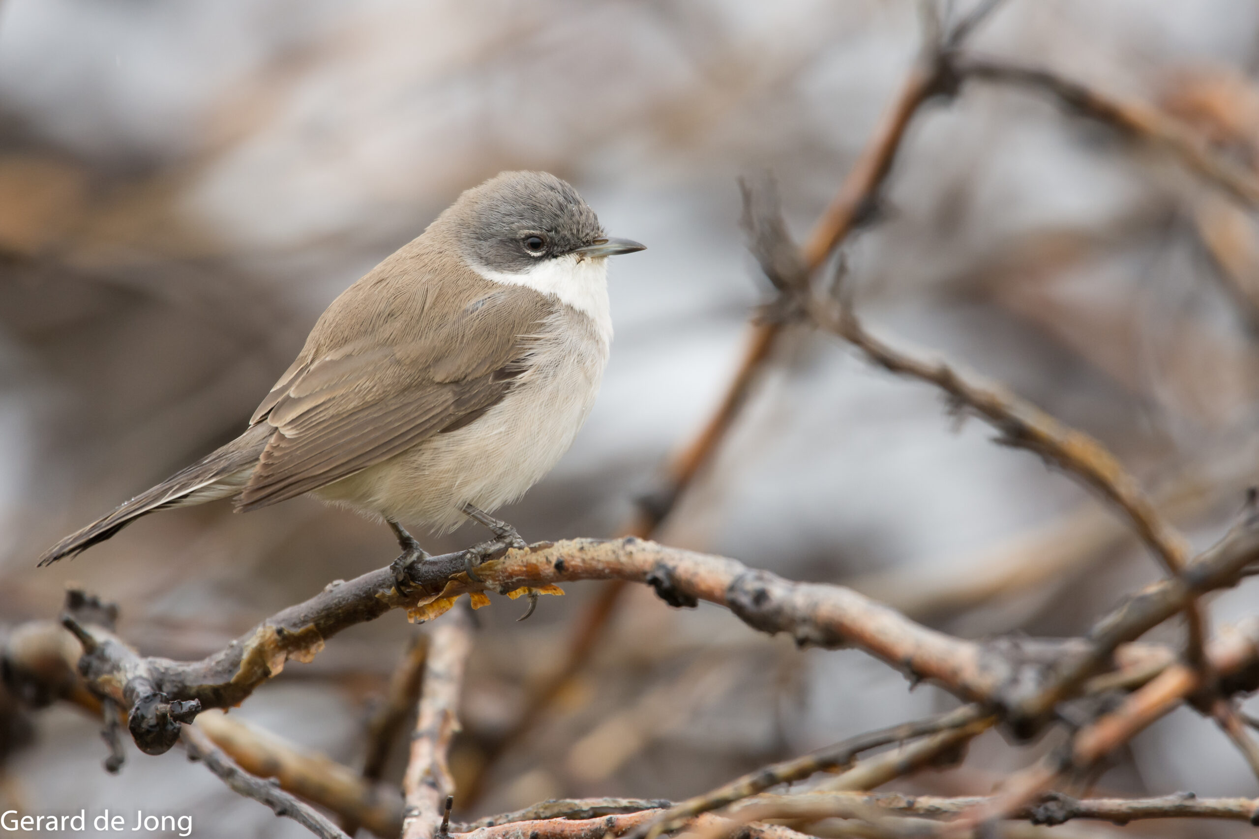 Identification of the ‘Lesser Whitethroat’ species complex