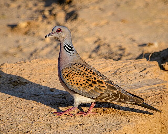 A comprehensive guide to learning field identification, songs and calls prior to arrival at a new birding destination