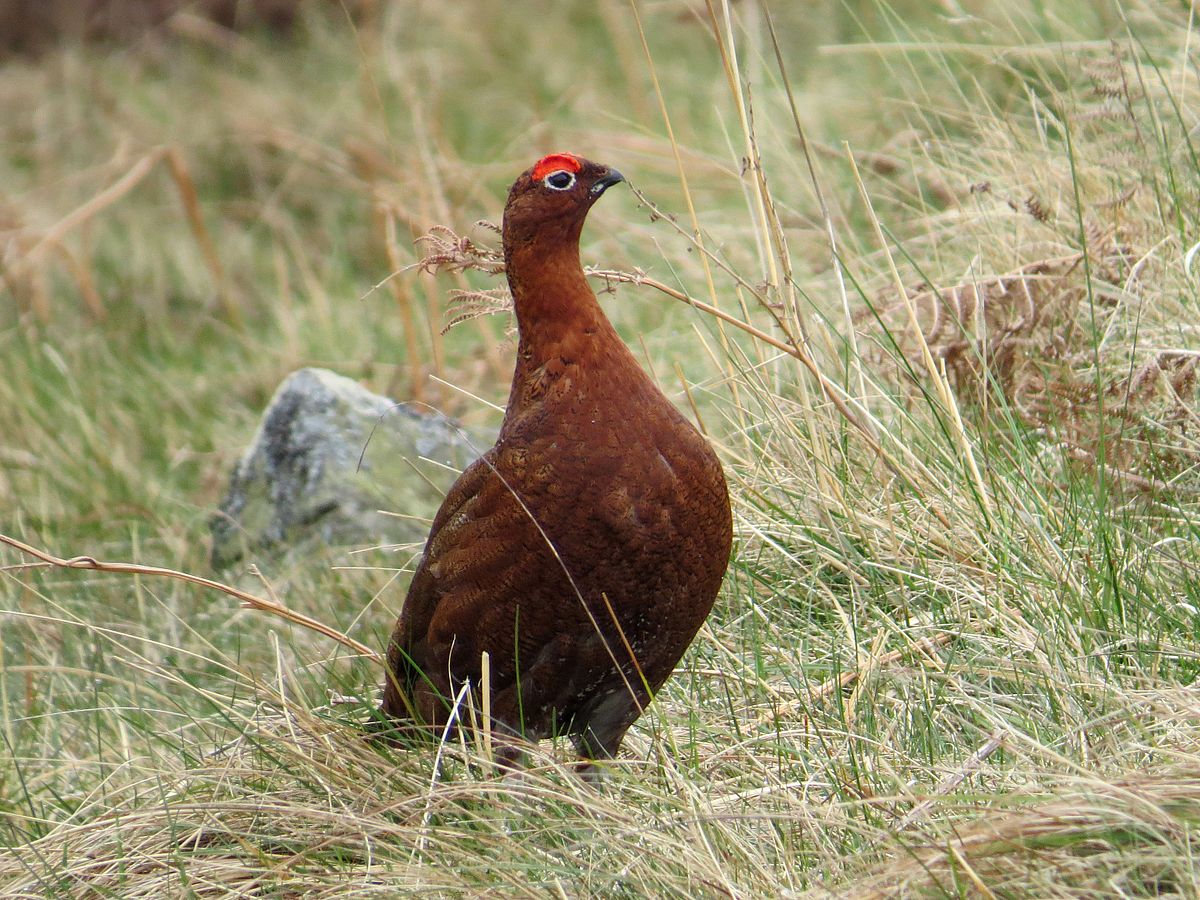 Should the Red Grouse be split from Willow Ptarmigan?